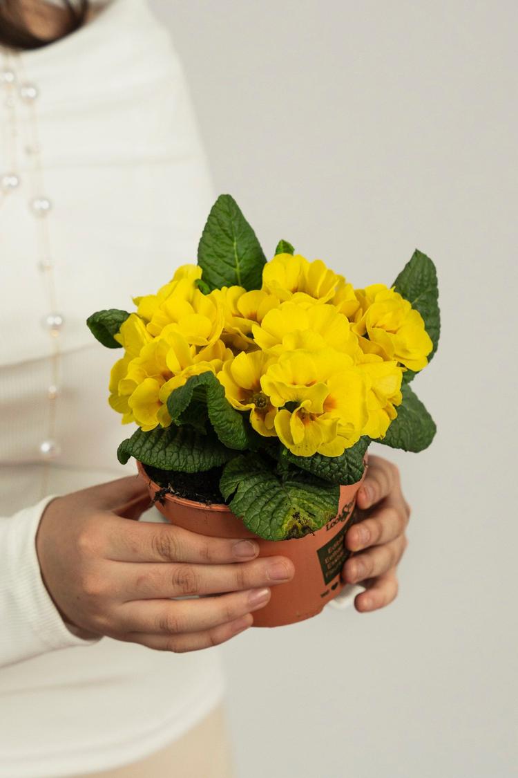 примула